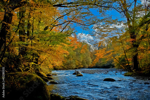 綺麗な川と秋の木々