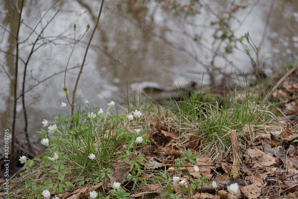 Snowdrops have small white flowers. Close-up Natural natural background. Spring has come concept