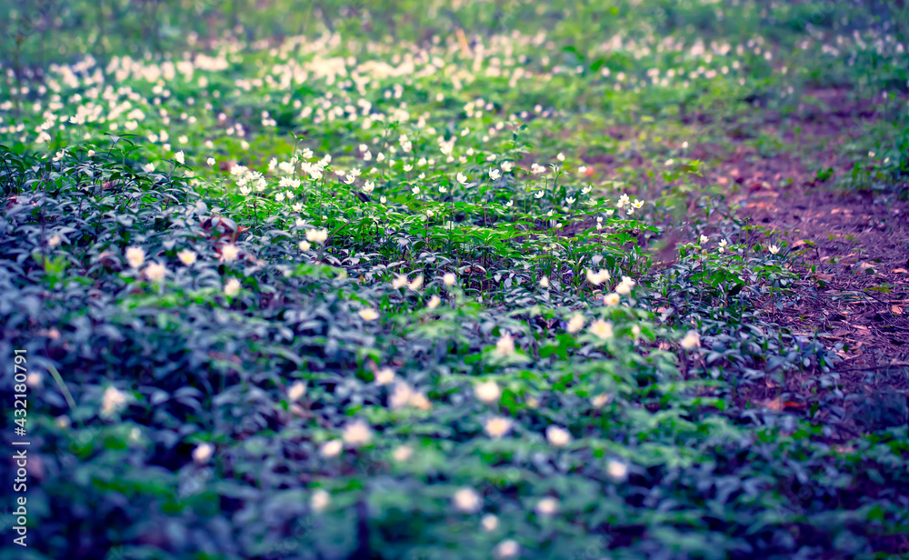 Snowdrops in the Forest. Spring Background with Blooming Flowers. Snowdrops in the Forest. Spring Background with Blooming Flowers.