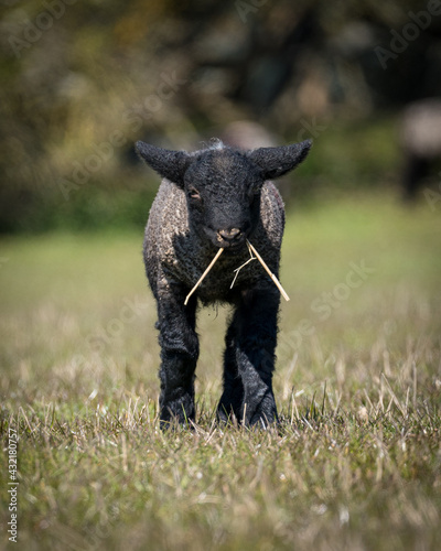 Lamb eating grass