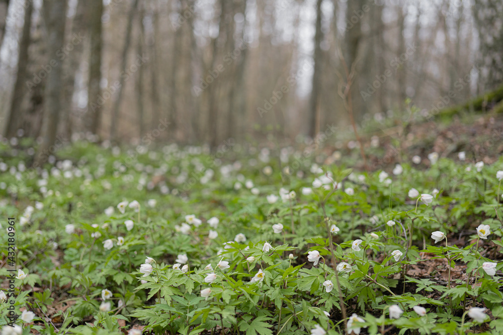 Fototapeta premium Snowdrops have small white flowers. Close-up Natural natural background. Spring has come concept