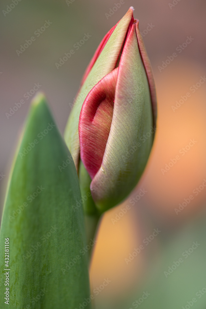 tulipan
