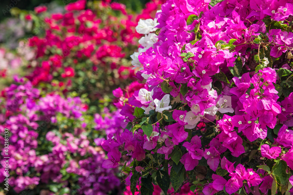 Lesser Bougainvillea flower in the park