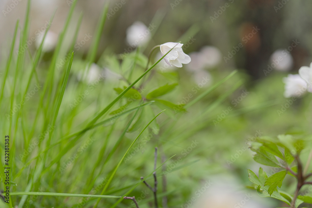 Snowdrops have small white flowers. Close-up Natural natural background. Spring has come concept Snowdrops have small white flowers. Close-up Natural natural background. Spring has come concept
