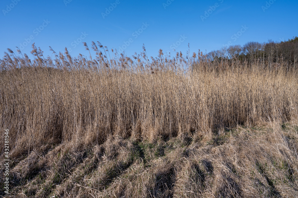 Obraz premium Long dry reeds with a blue sky in the background. Picture from Hamburgsund, Sweden