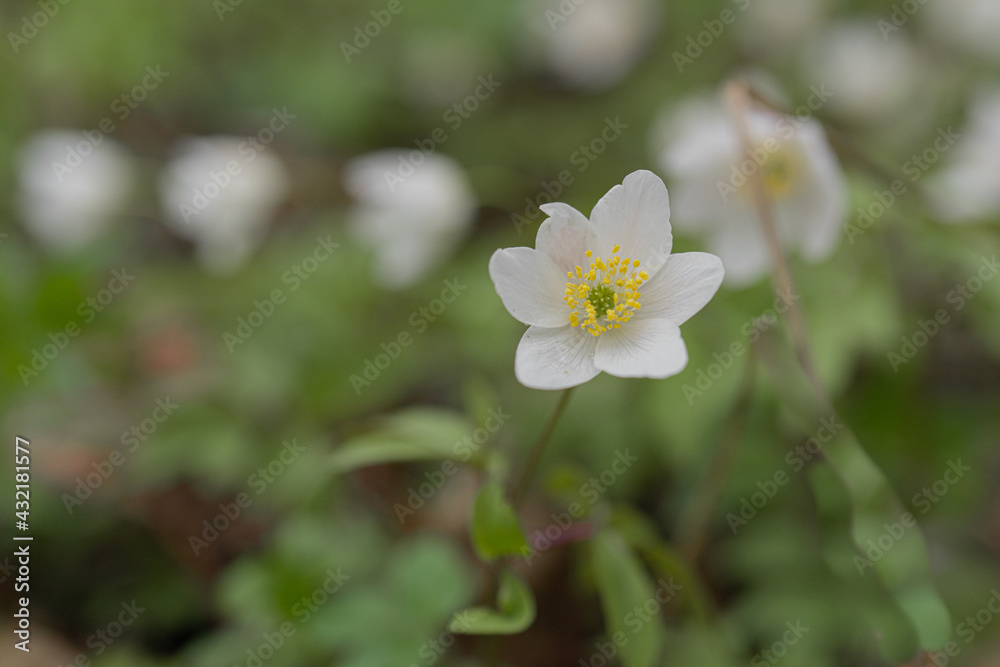 Snowdrops have small white flowers. Close-up Natural natural background. Spring has come concept Snowdrops have small white flowers. Close-up Natural natural background. Spring has come concept