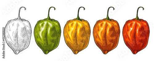 Whole red, green, orange, yellow pepper habanero. Vintage vector hatching