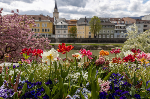 Flowers and sakura in the Austrian city of Villach