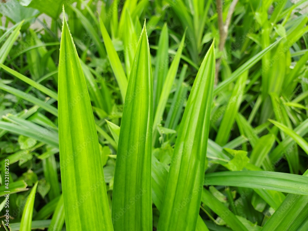 Close up of beautiful green leaves in the garden. Close up of beautiful green leaves in the garden.