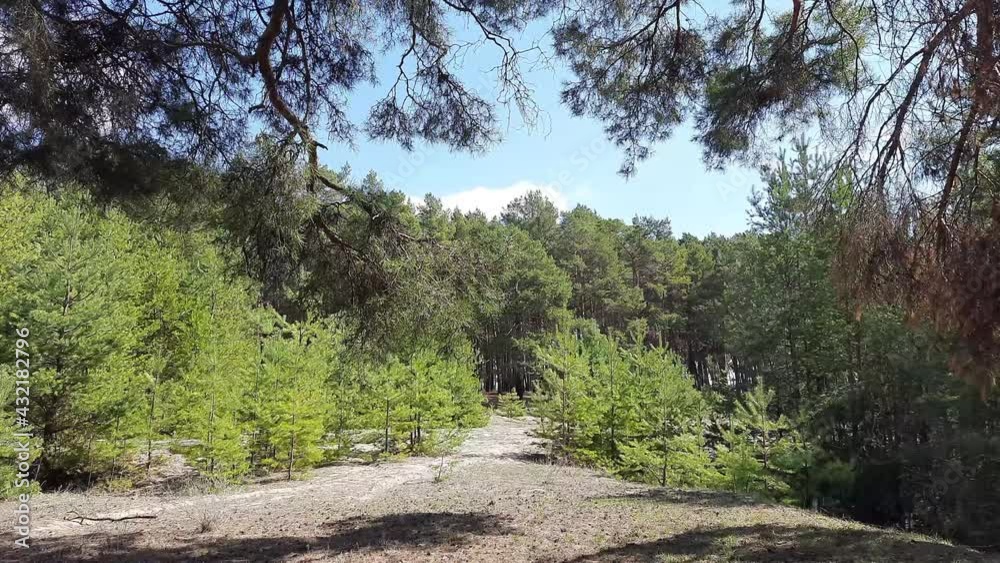 path in the mountains, tree, forest, nature, wood, root, trees, roots, green, landscape, woods, park, trunk, old, natural, grass, environment, summer path in the mountains, tree, forest, nature, wood, root, trees, roots, green, landscape, woods, park, trunk, old, natural, grass, environment, summer