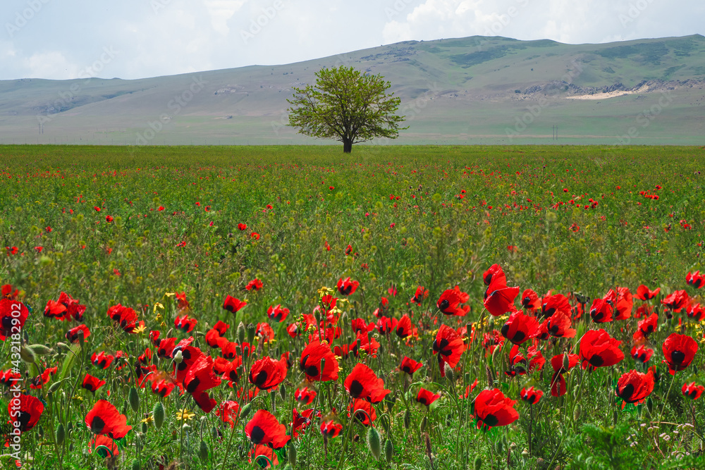 lonely tree in a poppy field in the spring