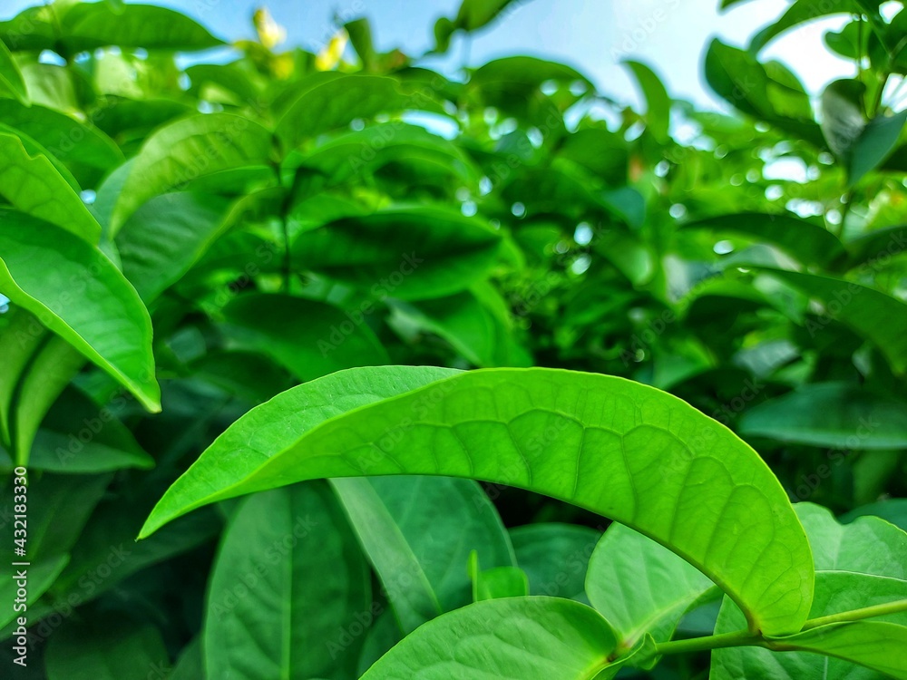 Close up of beautiful green leaves in the garden. Close up of beautiful green leaves in the garden.
