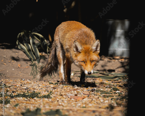 Fox in a garden