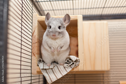 Chinchilla In Play