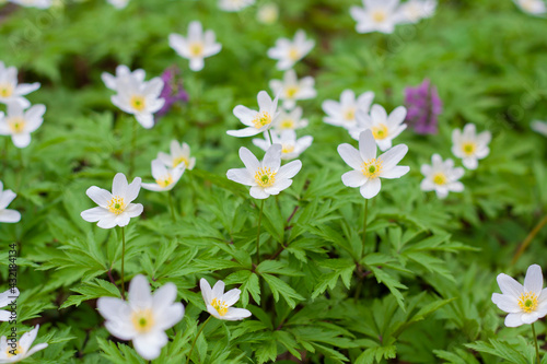 White small flowers with yellow centers and purple among the greenery