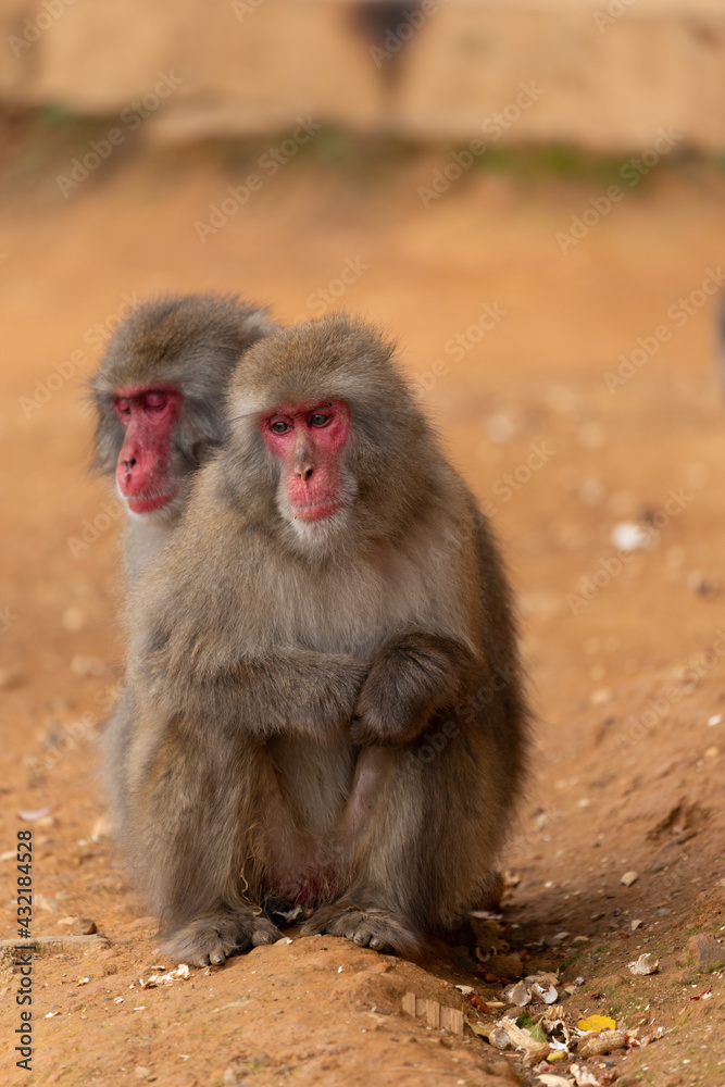 Fototapeta premium Japanese macaque in Arashiyama, Kyoto. Little monkeys are playing.