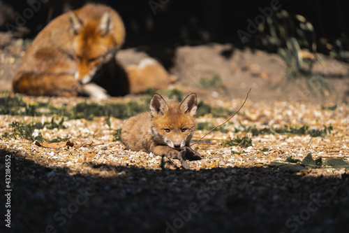 Fox cub with mother in a garden