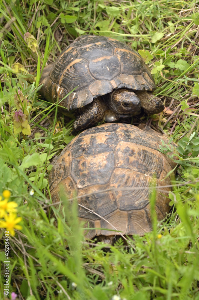 Two Turtles Mating in Macin Mountains Two Turtles Mating in Macin Mountains