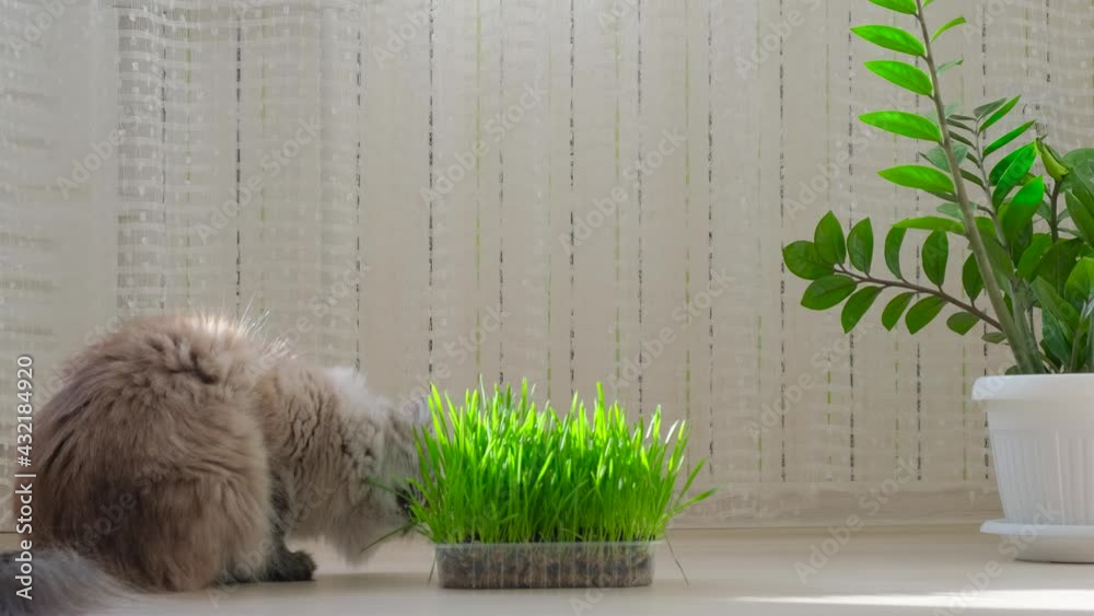 Cat eats fresh green grass. Animal and pet food, grass for good digestion to support treatment of hair clumps. Health and balanced nutrition, vitamins. A fluffy cat eats cat grass at home. 4k footage