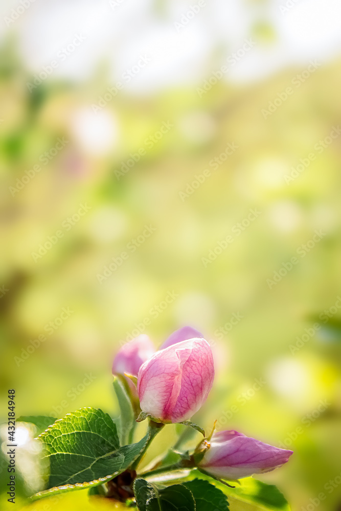 Flowering apple tree branch in spring on a nature outdoors macro in morning at sunrise in the rays of sunlight. Flowering apple tree branch in spring on a nature outdoors macro in morning at sunrise in the rays of sunlight.