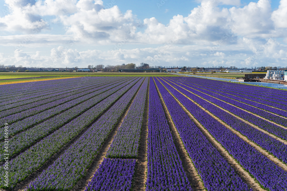 Hyacinth Field in Bloom. Spring Flowers at Keukenhof, Netherlands