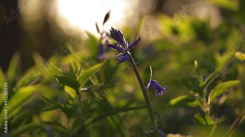 Bluebell wildflowers in gentle breeze photo