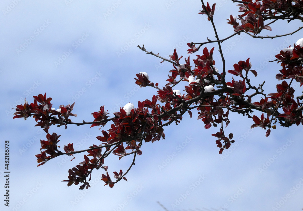 Tree branch, covered by snow, on the background of blue sky Tree branch, covered by snow, on the background of blue sky