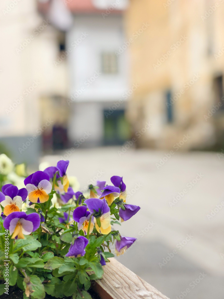 yellow and purple colored violet flowers with selective focus in the street