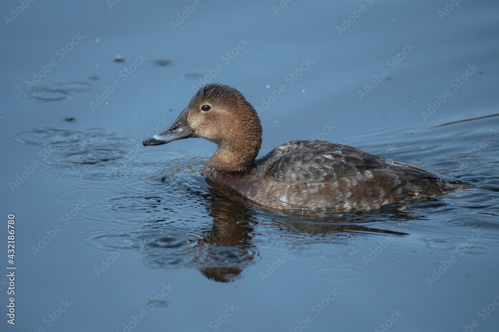 Female Common Pochard in a pond in a bird sanctuary in Stockholm a spring day
