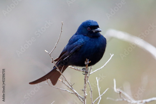 Fork-tailed Drongo perched on a branch in Kruger National Park, South Africa.