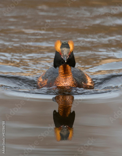 Photography Horned grebe in a pond in a bird sanctuary in Stockholm a spring day