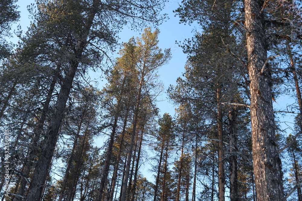 Fototapeta premium Pine forest from Sweden Lapland.