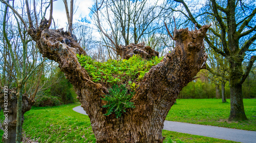 Close up of pollarded European ash (Fraxinus excelsior)
