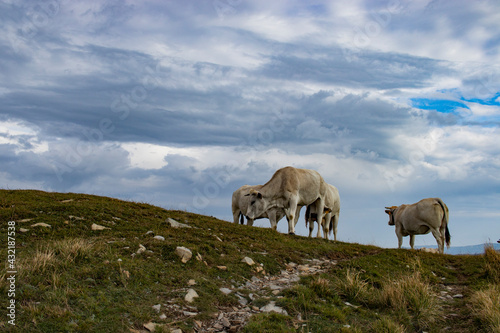 Cattle over the Apennines