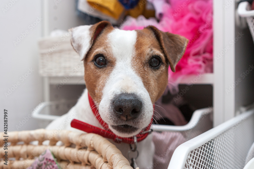 Jack Russel Terrier dog portrait