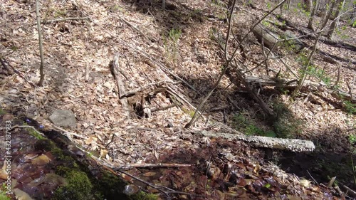 Wallpaper Mural Slow pan up on a mountain stream in the woods of New England. Taken with a hand held jib style boom the camera slowly rises up through the branches of trees with fresh spring leaves.  Torontodigital.ca