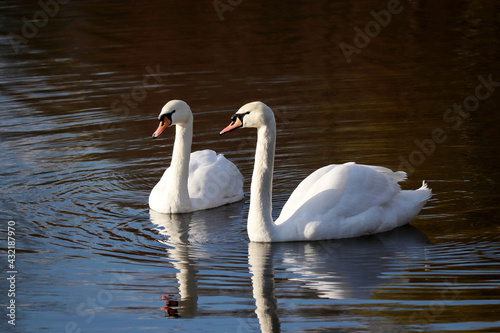 Couple of white swans swimming on a lake  reflection on water surface. Romantic scene  concept of love and loyalty