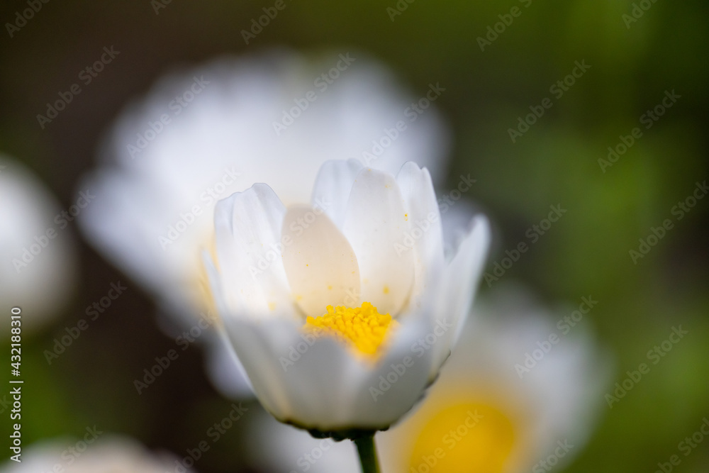 春の白いミニマーガレットの花と背景のボケ 春の白いミニマーガレットの花と背景のボケ
