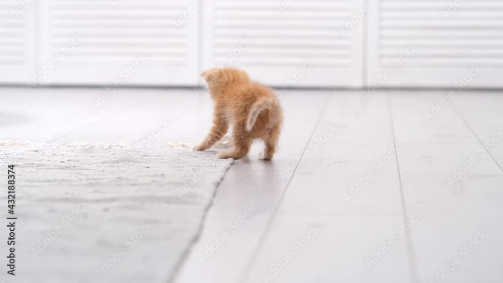 4k Striped red ginger kitten playing with carpet in modern interior home. Playful cat jumping doing funny pose. Kitty catches rug with its paws. Slow motion.