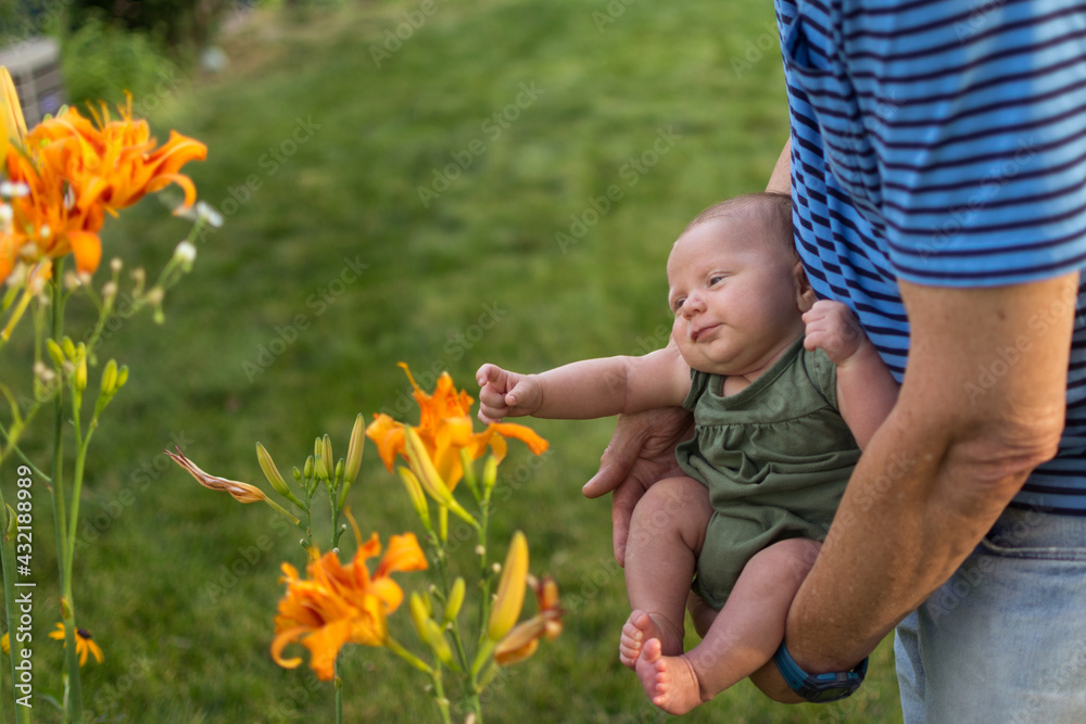 Two month old baby being shown a lily flower growing in the garden by her Grandfather