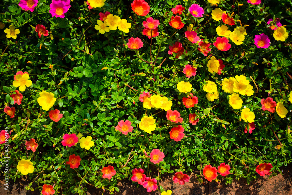 Portulaca flower moss rose flowers of different colors