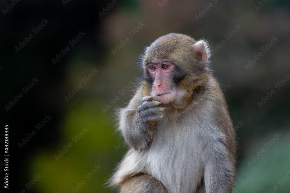 Japanese baby macaque in Arashiyama, Kyoto.