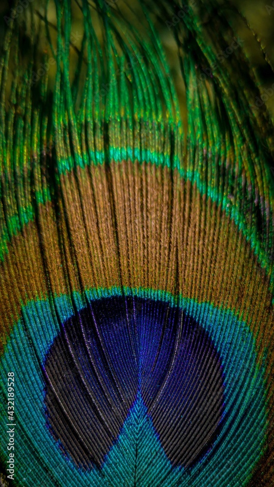 Obraz premium peacock feather close up