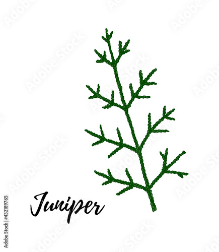 Hand drawn green juniper branch isolated on white background. Vector illustration in sketch style