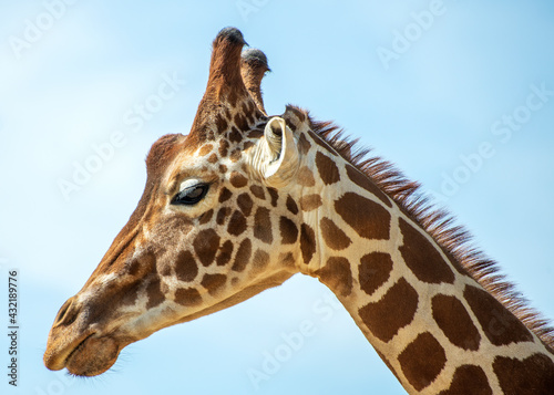 Canvas Print Giraffe at chester zoo