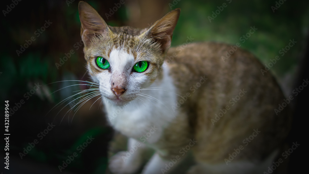 portrait of a cat with eyes