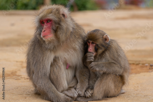 Japanese macaque family in Arashiyama, Kyoto. © exs