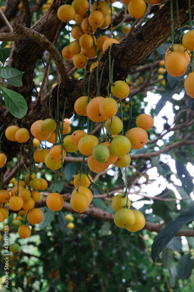 Baccaurea ramiflora Lour or Burmese grape tree , Mafai in Thai, sweet and sour fruit on tree . Baccaurea ramiflora Lour or Burmese grape tree , Mafai in Thai, sweet and sour fruit on tree .