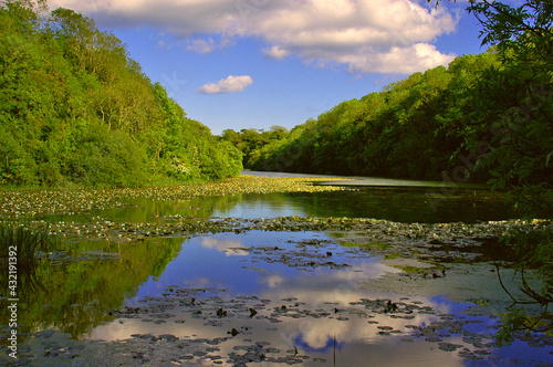 lake and forest