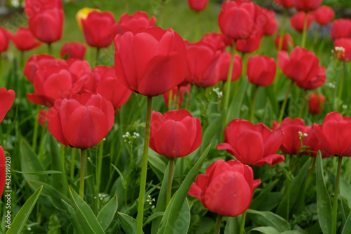 Beautiful red tulips in the spring garden.